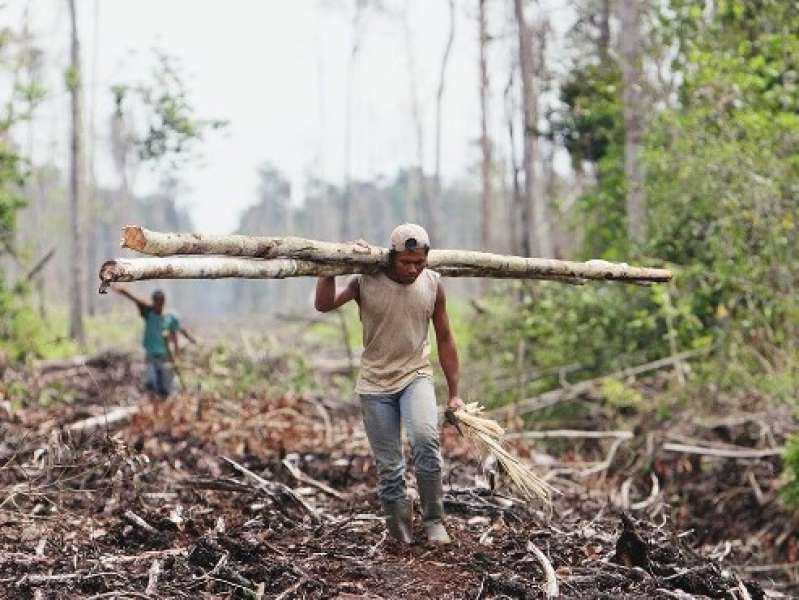 ماذا يتعين على العالم القيام به لإنقاذ الغابات المطيرة؟