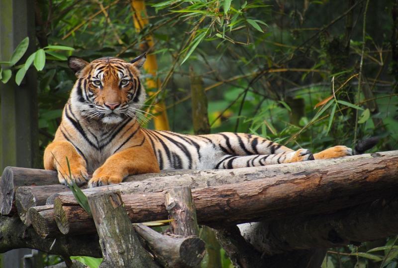 ماليزيا تنشئ محمية طبيعية للحفاظ على نمورها المهددة بالانقراض