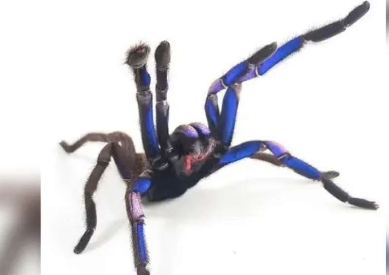 اكتشاف نوع جديد من العناكب.. وهذا تفسير لونها «شديد الندرة»