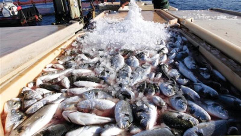 جهاز الثروة السمكية: الإنتاج في مصر يفوق 2 مليون طن سنويا